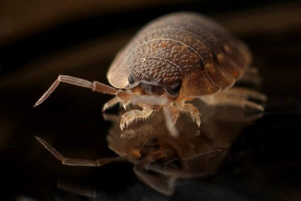 PEST CONTROL HERTFORD, Hertfordshire. Pests Our Team Eliminate - Bed Bugs.