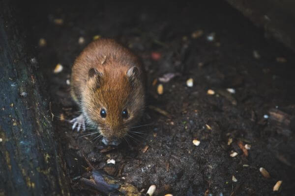 PEST CONTROL HERTFORD, Hertfordshire. Pests Our Team Eliminate - Mice.