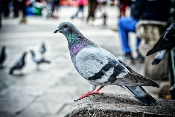 PEST CONTROL HERTFORD, Hertfordshire. Pests Our Team Eliminate - Pigeons.