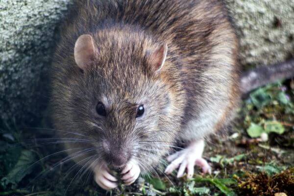 PEST CONTROL HERTFORD, Hertfordshire. Pests Our Team Eliminate - Rats.