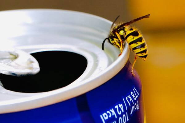 PEST CONTROL HERTFORD, Hertfordshire. Pests Our Team Eliminate - Wasps.